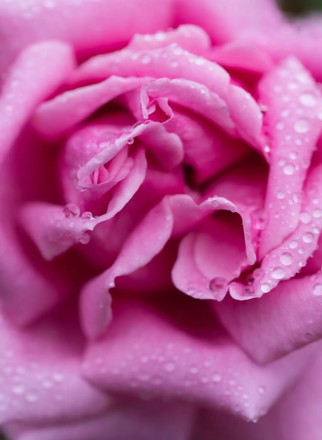 Close up of pink Jurlique Rose